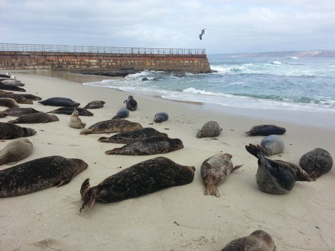 fukushima-the-extinction-level-event-that-no-one-is-talking-about12