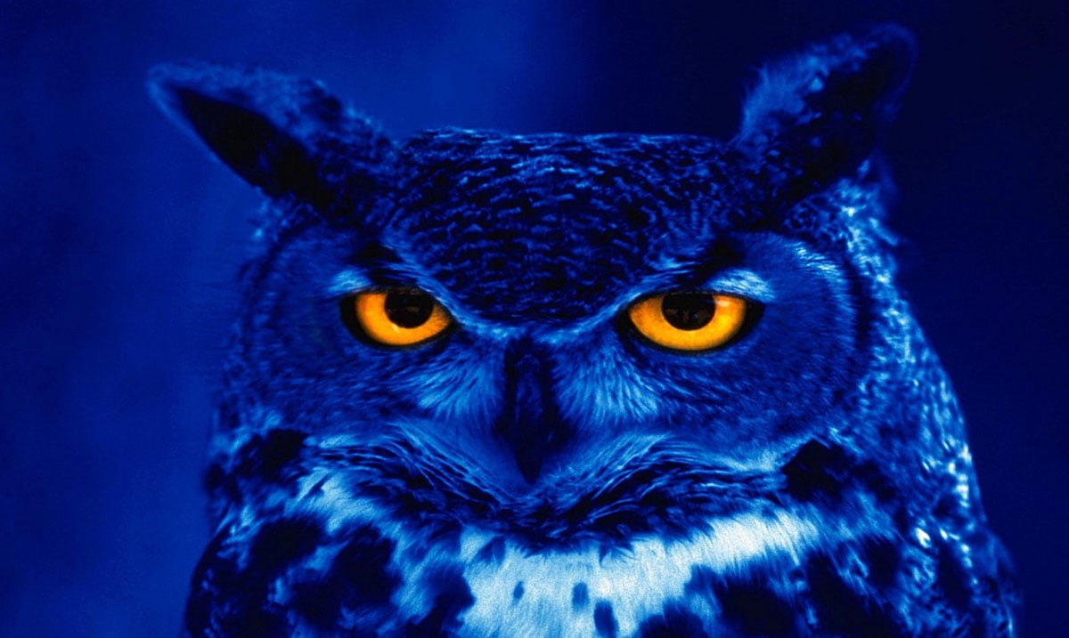 New Research Concludes That ‘night Owls Are Highly Intelligent People