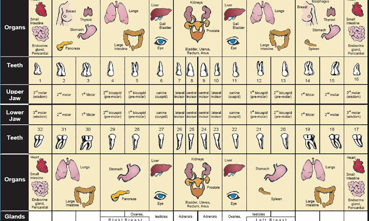 According to the Tooth Meridian Chart, Your Toothache Could Be Much