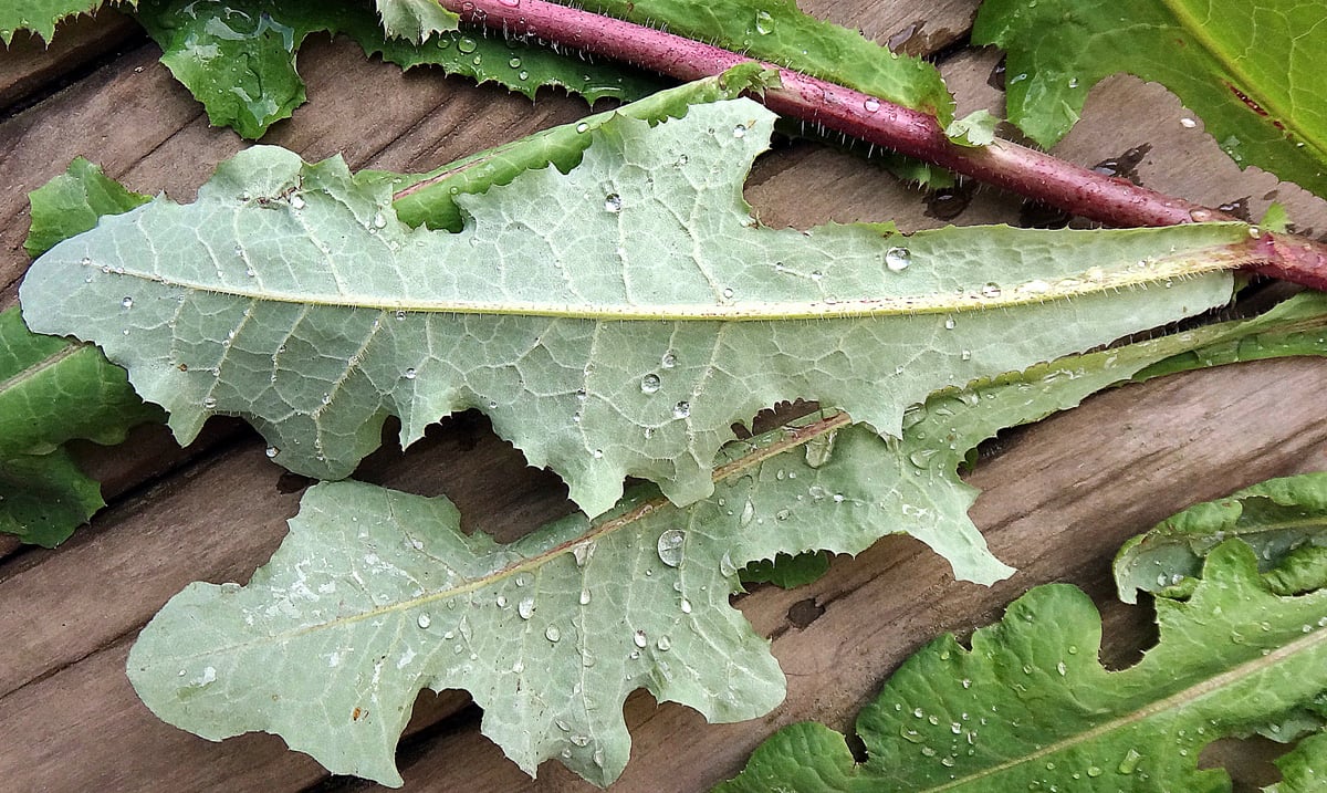 Nature’s Strongest Pain Killer Is More Effective Than Morphine, And Is