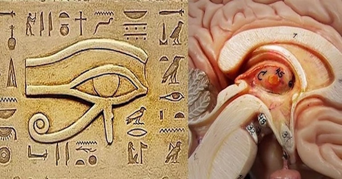 what-is-the-pineal-gland-and-why-is-it-so-important