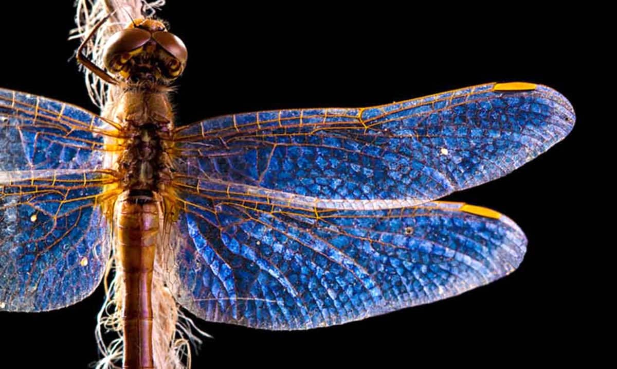 Dragonflies Carry A Deep And Significant Meaning: Do You See Them Often?