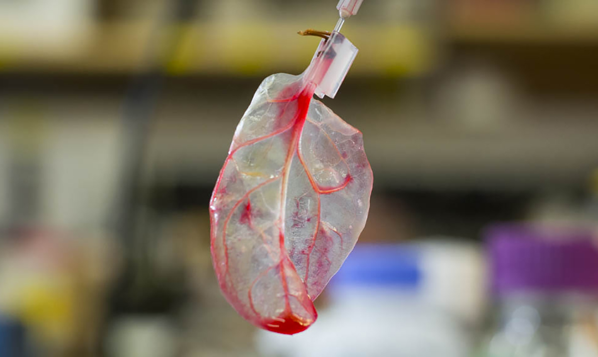 Scientists Have Managed to Turn A Spinach Leaf Into Beating Human Heart Tissue (Video)