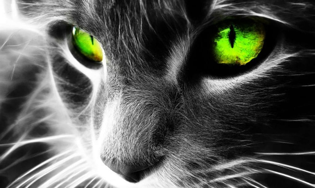 Cats Protect You and Your Home From Ghosts And Evil Spirits Awareness Act