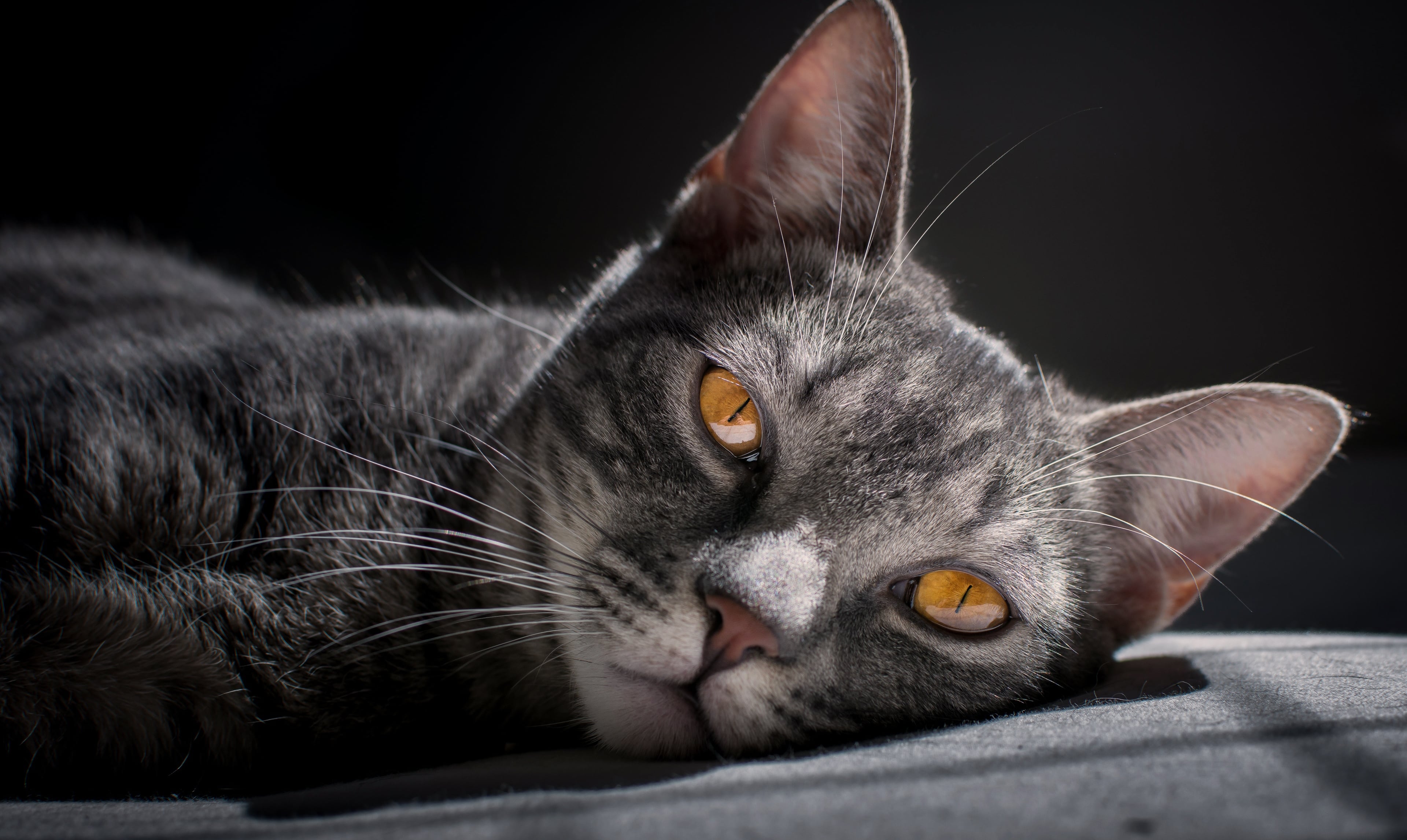 Cats Protect You and Your Home From Evil Spirits and Bad Energy