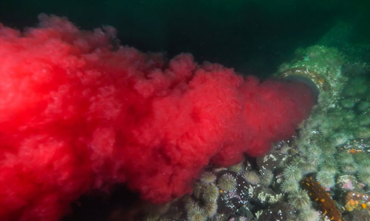 Underwater Footage Reveals Blood Being Pumped Directly Into Canadian ...