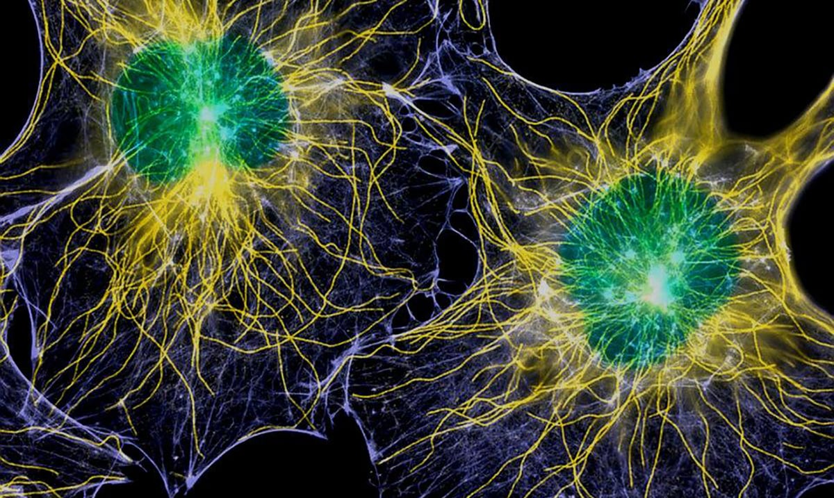 Biophotons Discovered In the Human Brain By Scientists, Meaning Our Consciousness Could Be Directly Linked to Light