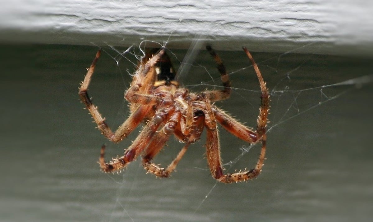 researchers-explain-why-you-should-never-kill-a-spider-in-your-home