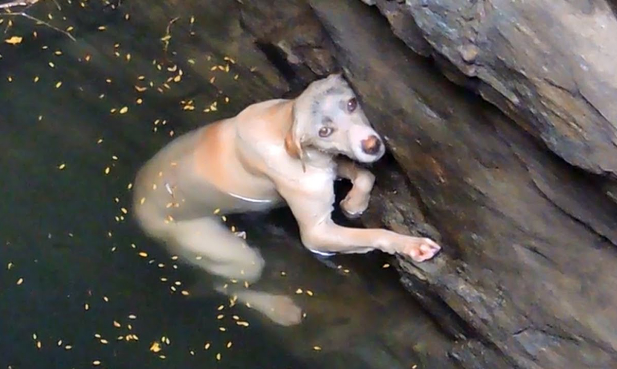 Drowning Dog Desperately Awaits Help In Hopes of Being Saved