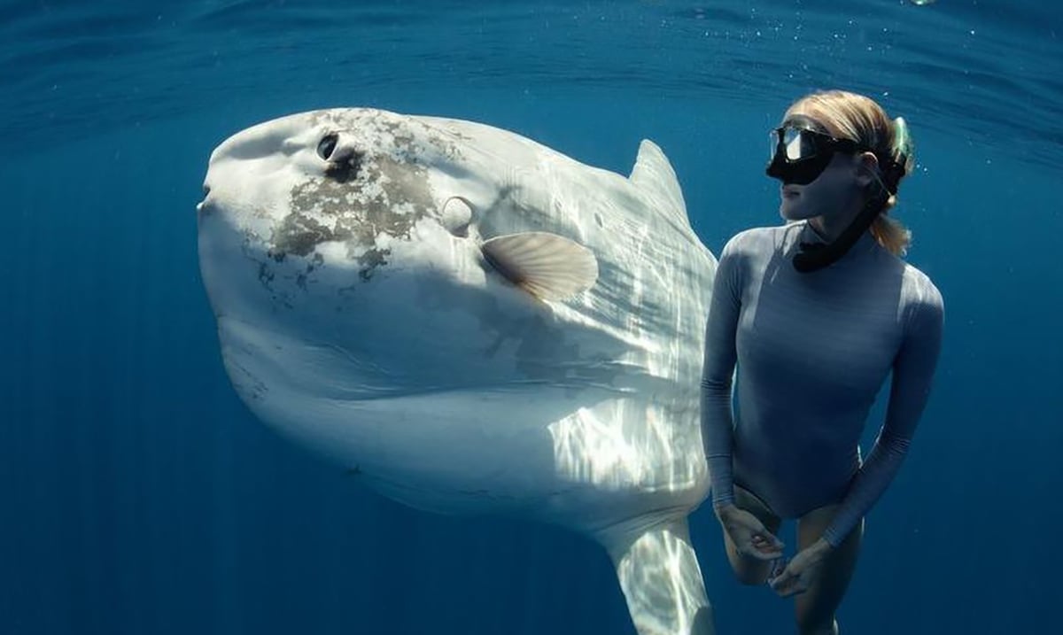 Amazing Footage Of Divers Swimming with Ocean Sunfish
