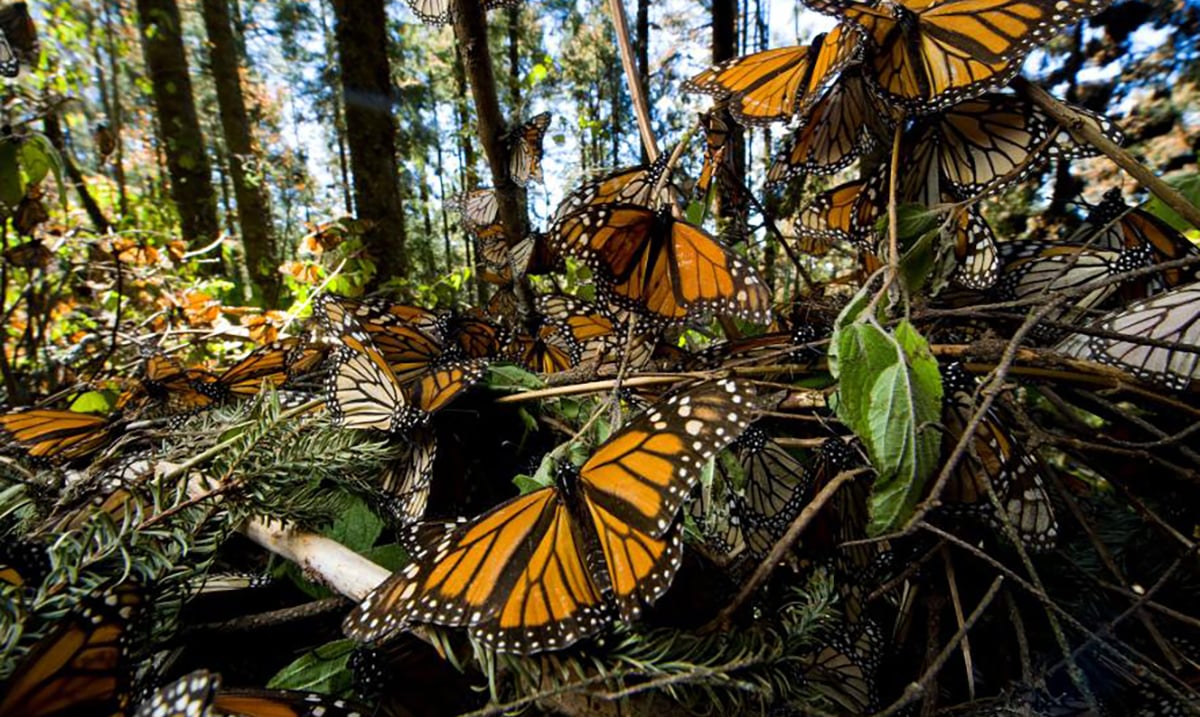 Watch this Stunning Footage as Millions of Monarch Butterflies Fly Through Mexico (Video)