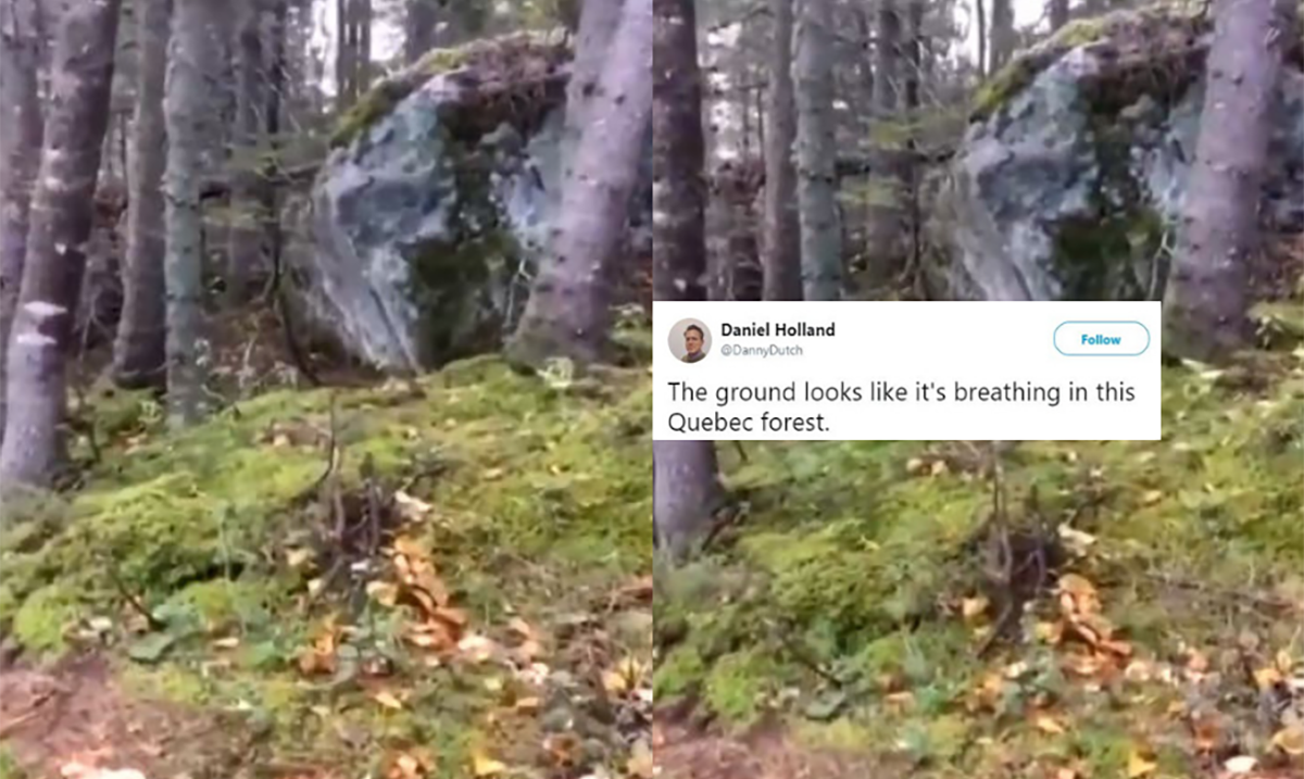 Creepy Footage Shows A Forrest that Appears to be Breathing