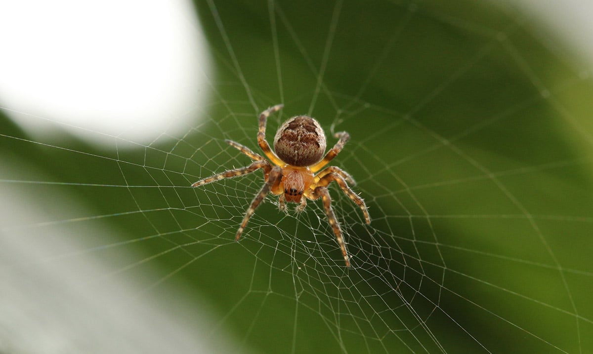 How to Keep Your Home Spider Free During the Upcoming Season