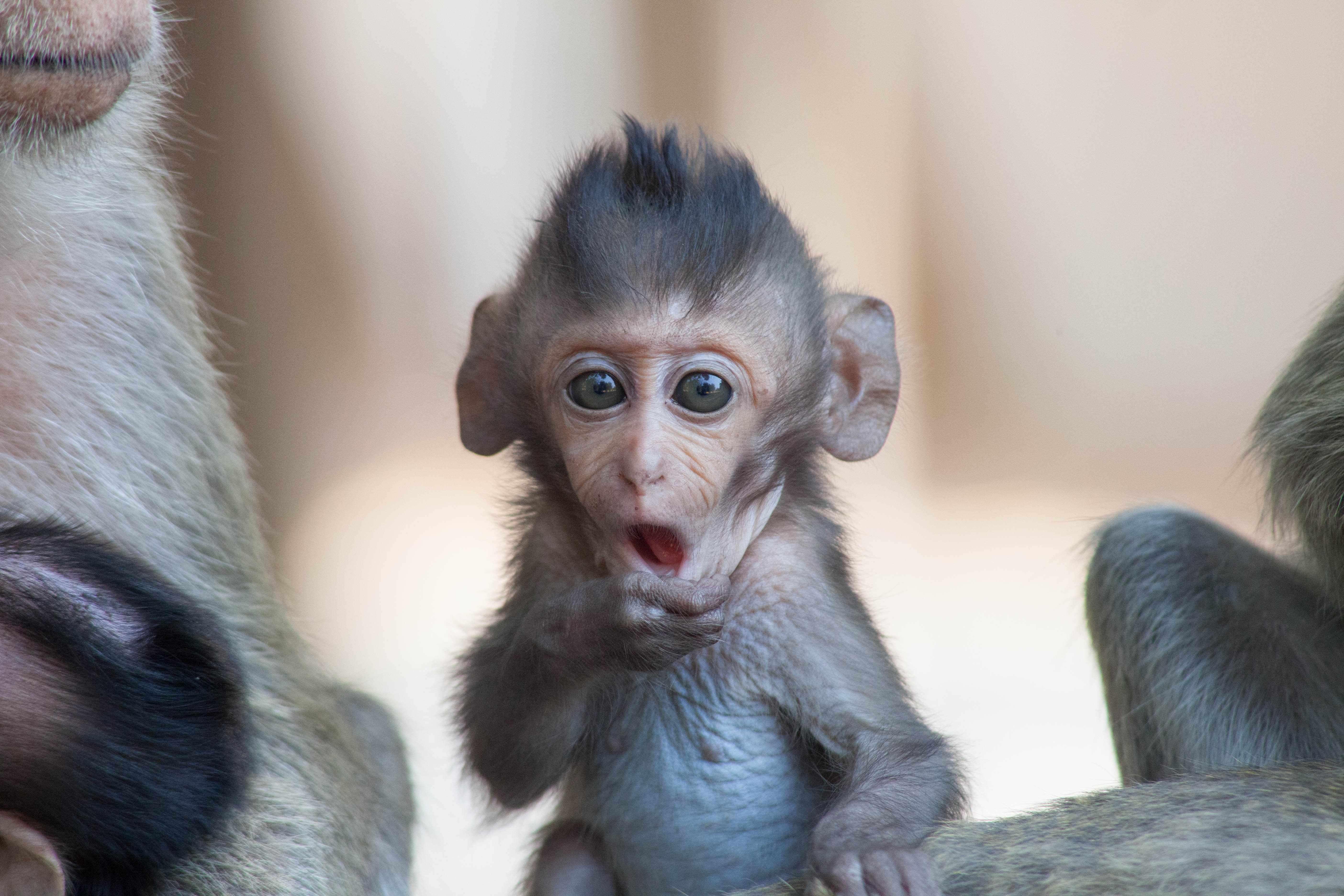 Researchers Create Horrifying Simulation of Monkeys Talking