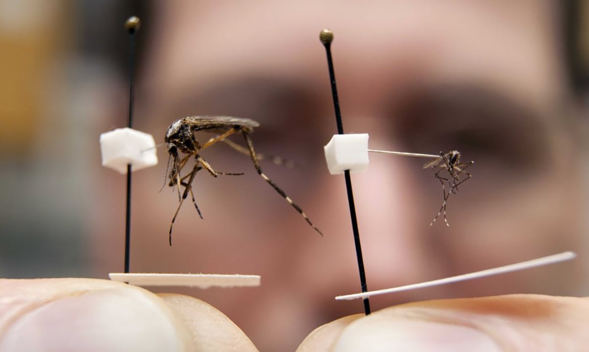 Enormous Mosquitoes Three Times Larger Than Normal Are Taking Over North Carolina