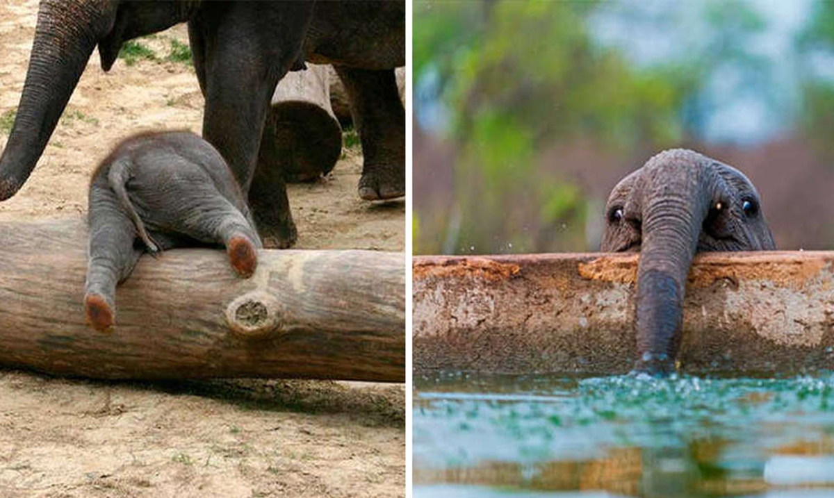 If These 25 Precious Baby Elephants Don’t Make You Say Awwww, You Have No Heart