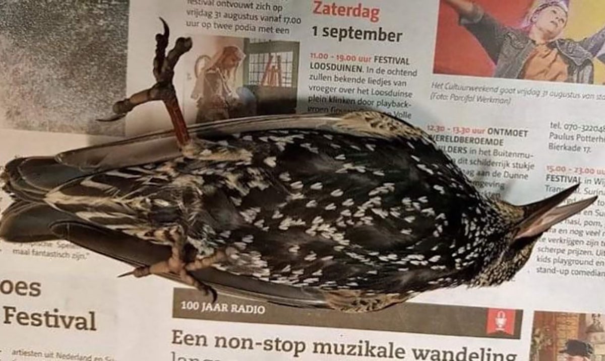 Hundreds Of Birds Found Dead In The Netherlands – What Caused This?