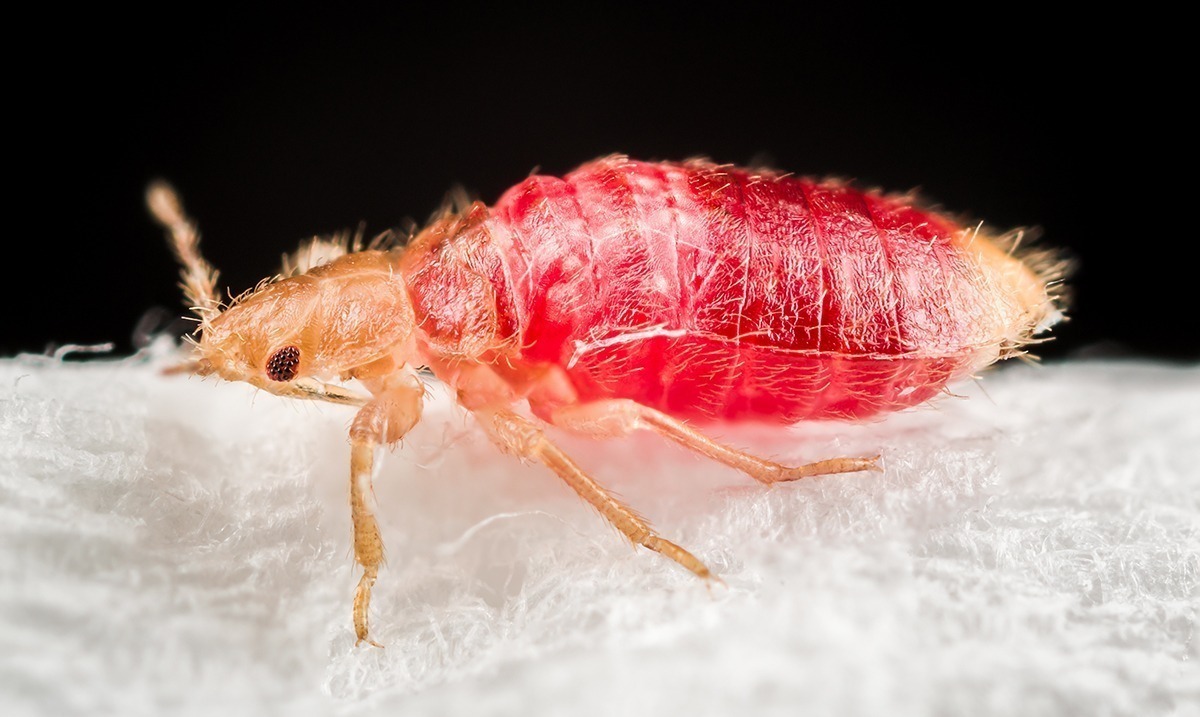 The United States Is Facing A Bed Bug Epidemic That Has Reached Every State in the Country