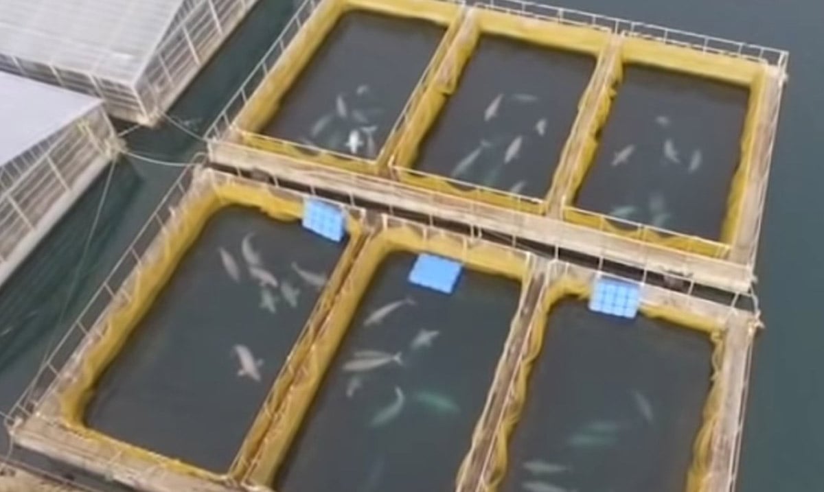 Drone Footage Exposed Hundreds of Whales Trapped in Secret Underwater Jails