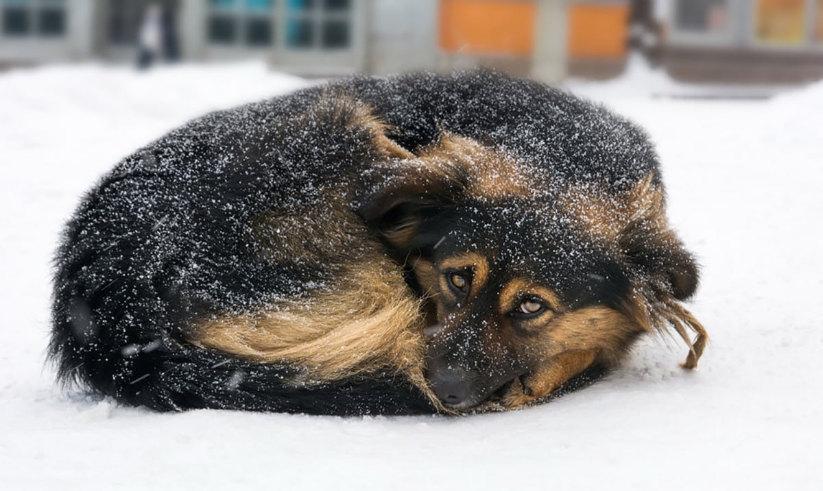 Recently Passed Legislation Makes It Illegal to Leave a Dog Outside in Cold Weather