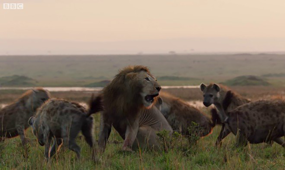What Happens When 20 Hyenas Decide to Prey Upon A Lion