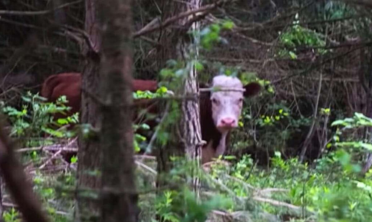 Cow Escaped Slaughter, And Was Later Found in the Woods With Unexpected Company