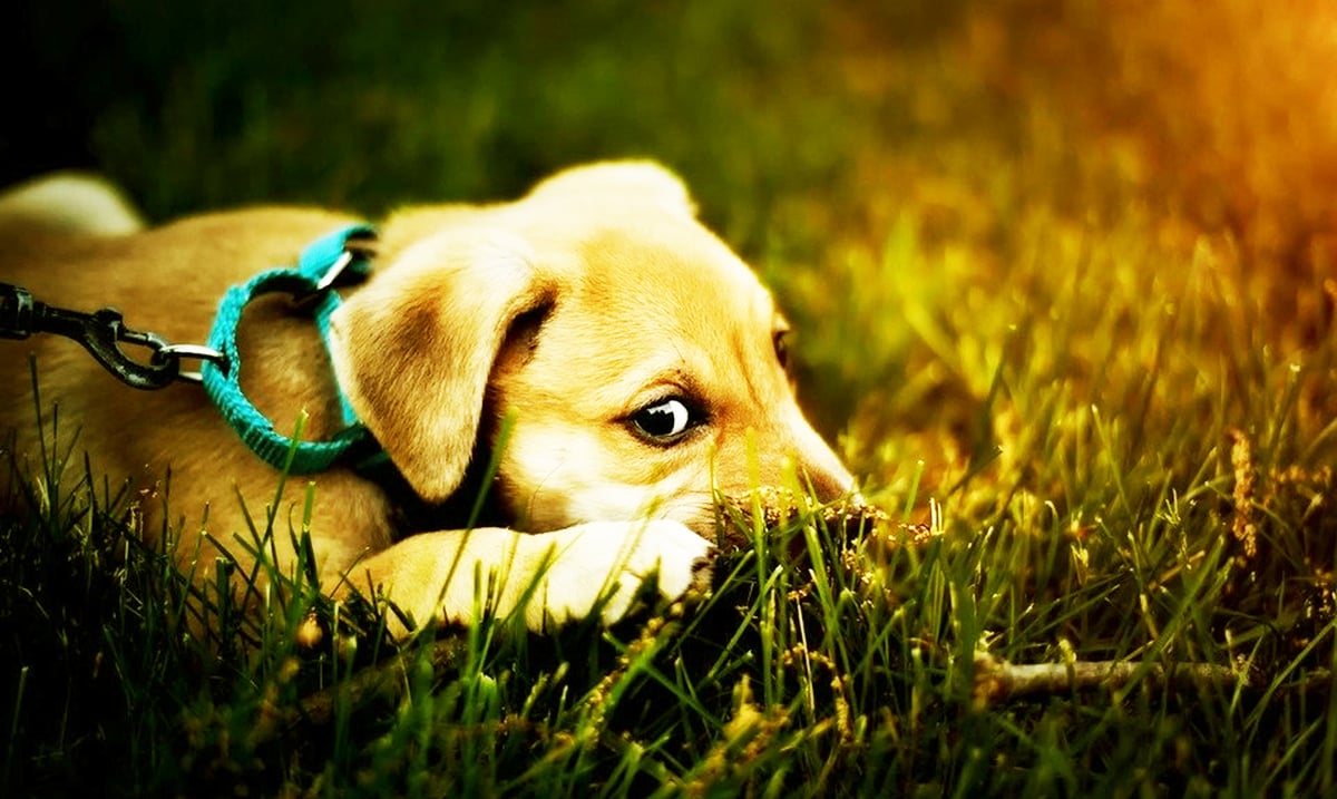 Canine Cancer Linked to Lawn Chemicals In Jaw-Dropping Study