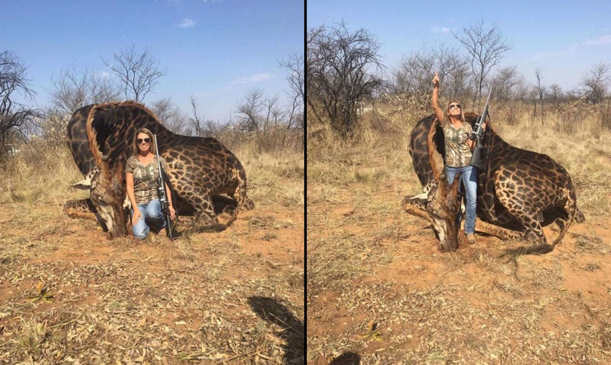 Hunter Slammed on Social Media After Being Photographed With Rare Black Giraffe She Killed For Sport