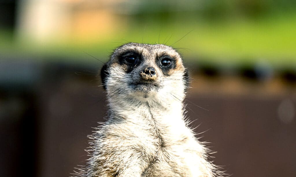 This Zoo Will Name A Cockroach After Your Ex And Feed It To A Meerkat