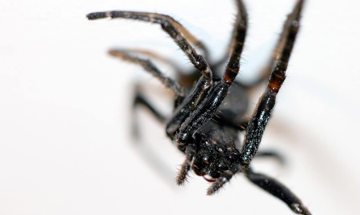 Woman Crashed Her Car Because She Saw A Spider – Why Overcoming Phobia’s Is Important