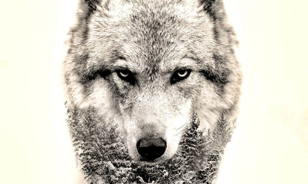 lone wolf personality