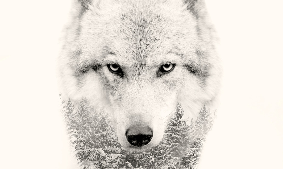 lone wolf mentality