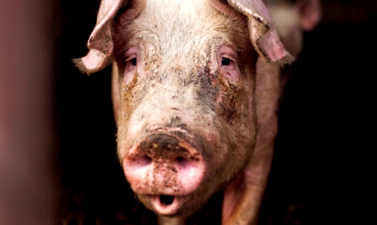 We Are In the Middle Of The Biggest Animal Disease Outbreak Of All Time