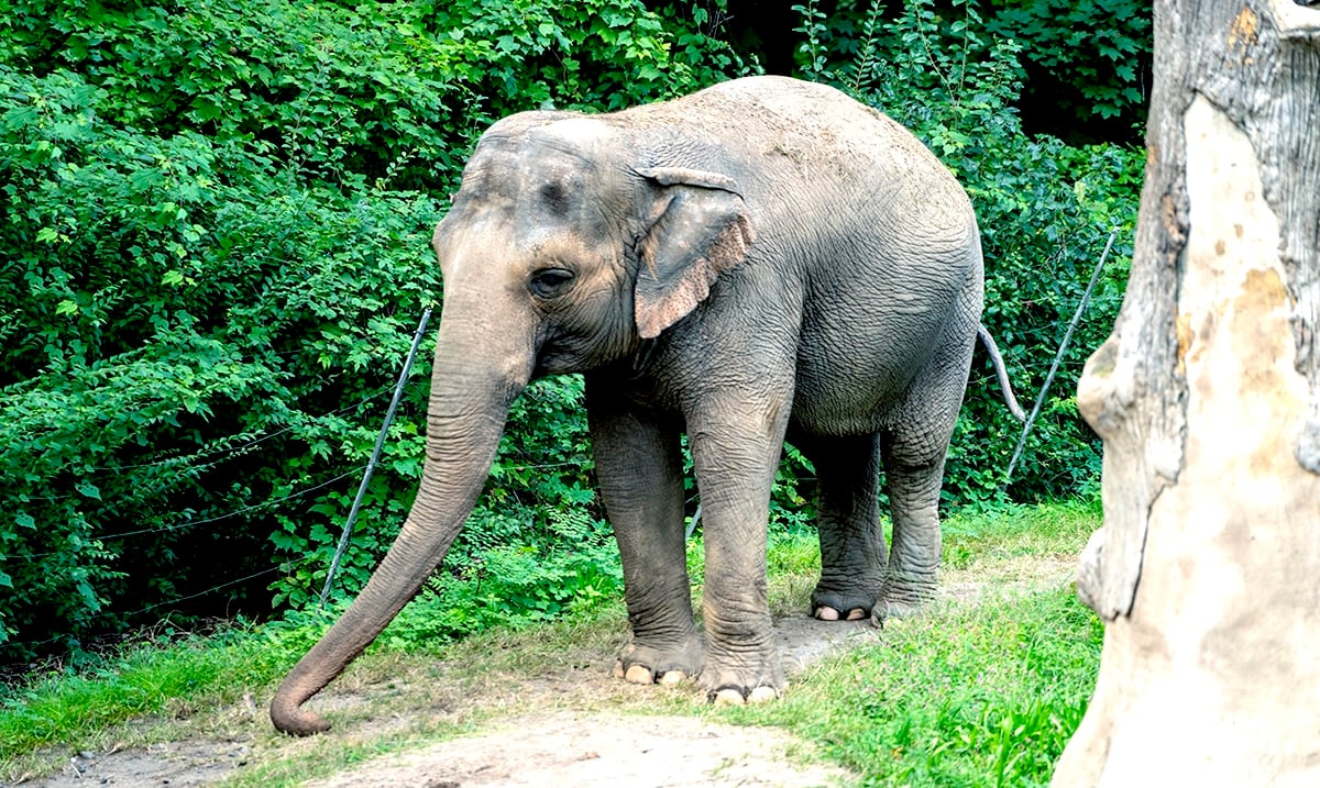 Help Save Happy The Elephant, The Unhappiest Elephant In The World
