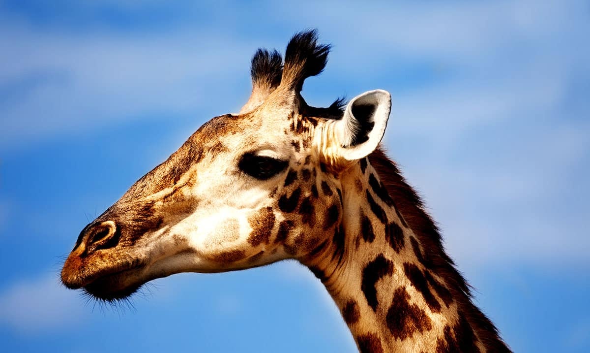 Thanks To Humanity Two Giraffe Subspecies Have Now Been Added To The Endangered Species List