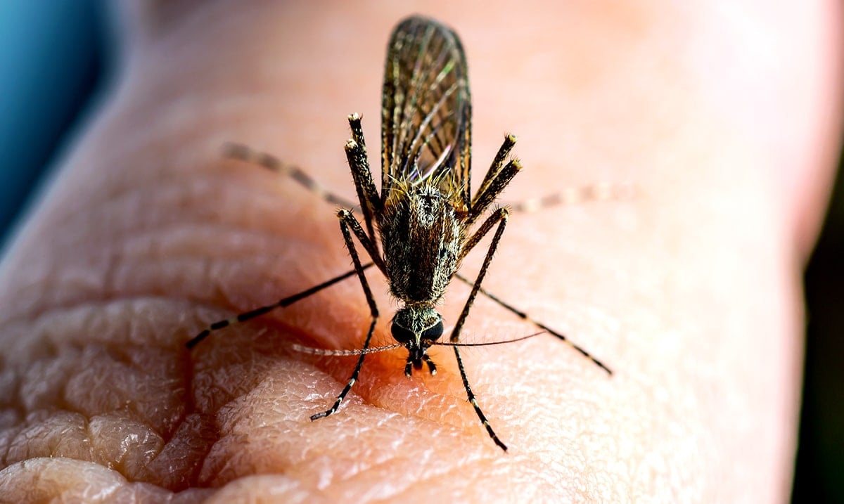 The Real Reason Why Mosquitoes Bite Some People And Ignore Others