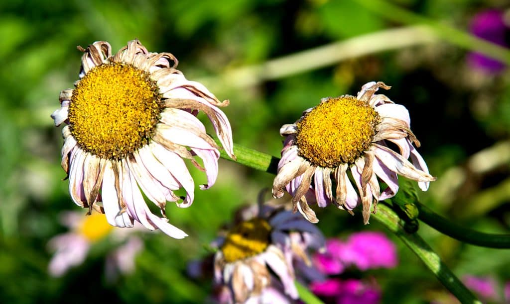 Plants Are Going Extinct 500 Times Faster Than They Would If We Weren’t