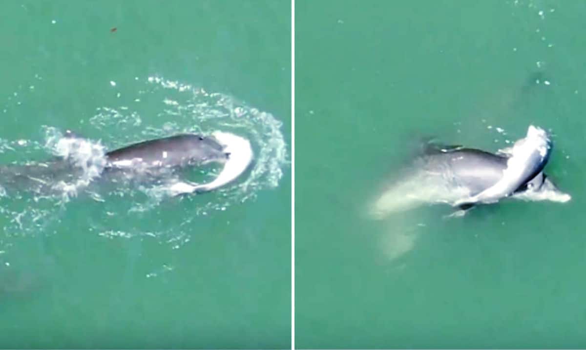 Devastated Mother Dolphin Refusing To Let Go Of Dead Baby Calf