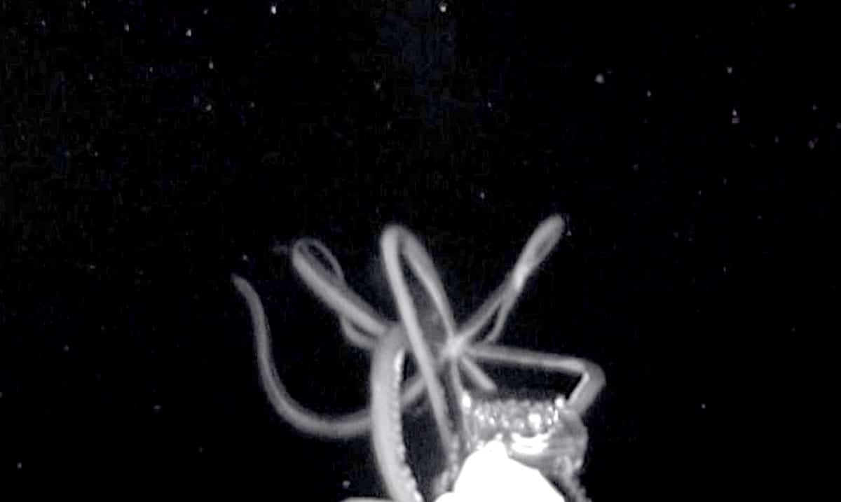 Haunting Video Shows First Recorded Footage of Giant Squid in US Waters