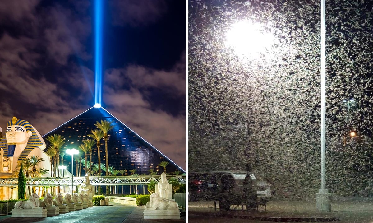 Las Vegas Facing Grasshopper Invasion Of Biblical Proportions
