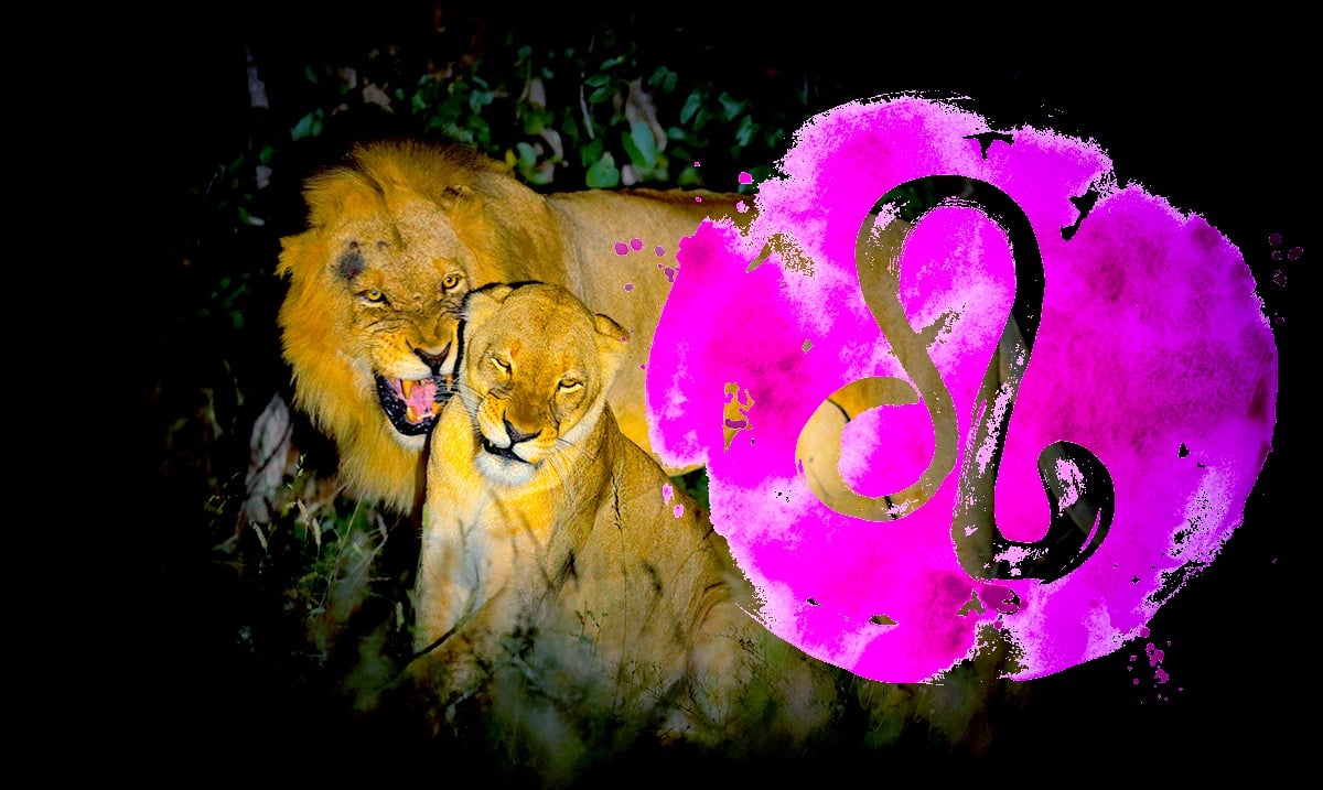 Everything You Need To Know To Survive Leo Season 2019