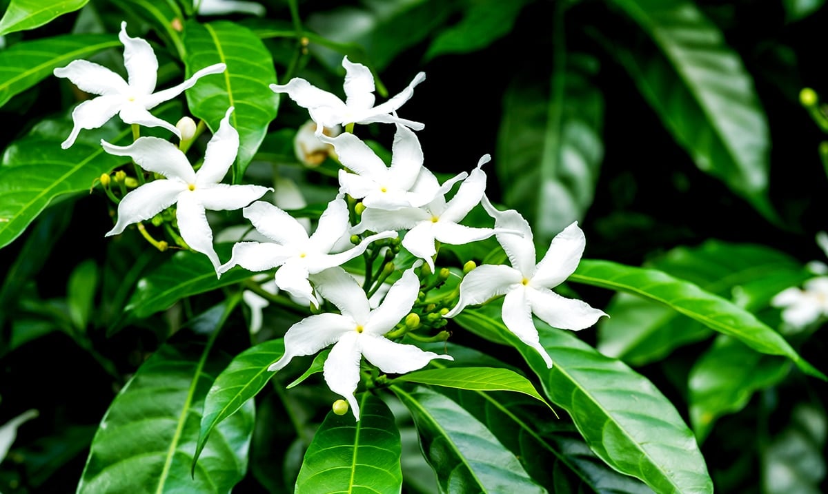 Having Jasmine In Your Bedroom Will Reduce Anxiety And Depression
