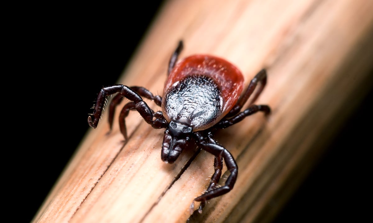 House Demands Pentagon To Reveal If They Weaponized Ticks