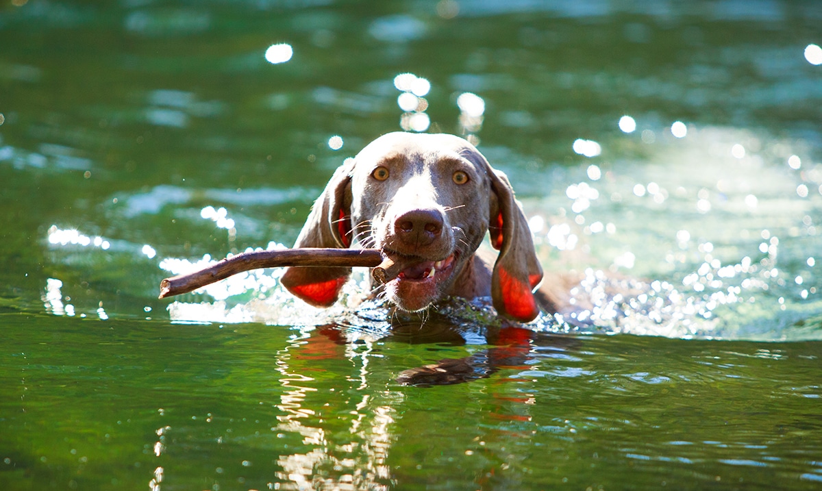 Dogs Are Dying From Toxic Algae After Swimming In Bodies Of Water Across The US