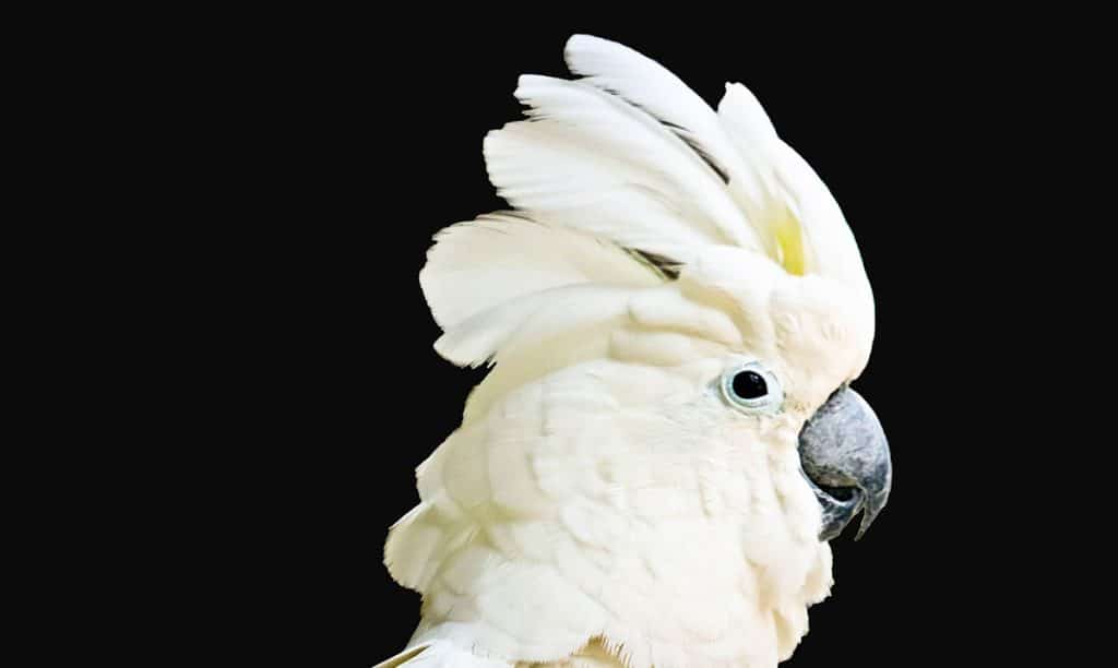 Angry Cockatoo Throws The Most Hilarious Temper Tantrum (Video