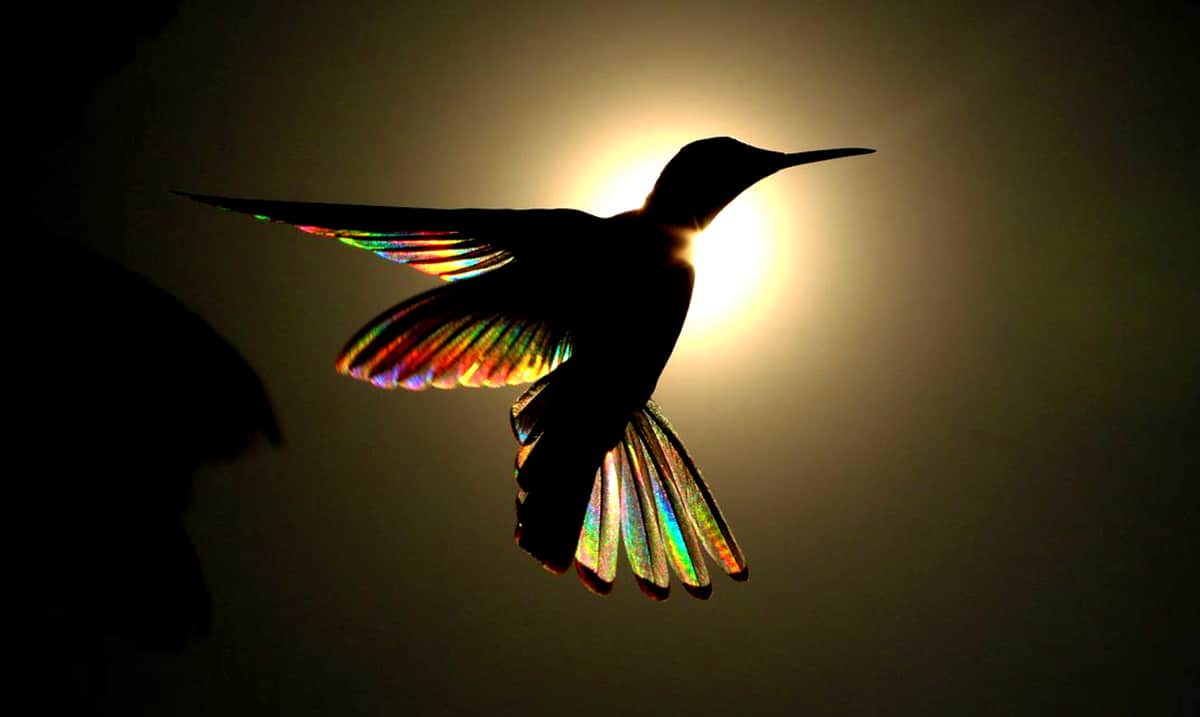 9 Magical Photos Of Hummingbirds’ – This Is Truly ‘The Dance Of Time’