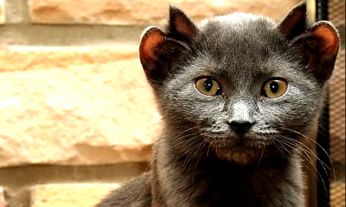 Meet The Rare Cat Born With Four Ears, Yoda His Name Is