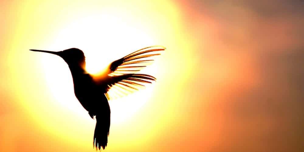 Hummingbirds Carry A Deep And Significant Meaning Do You See Them Often? LaptrinhX / News