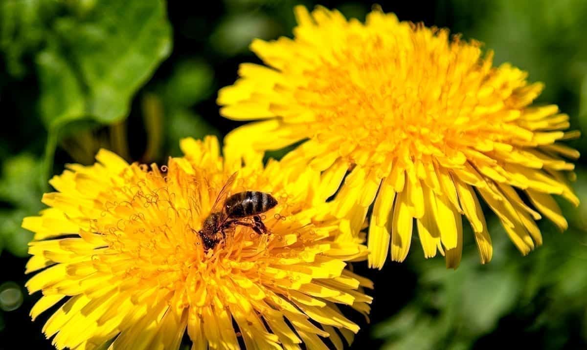 If You Really Want To Help Save The Bees, Leave The Dandelions Alone