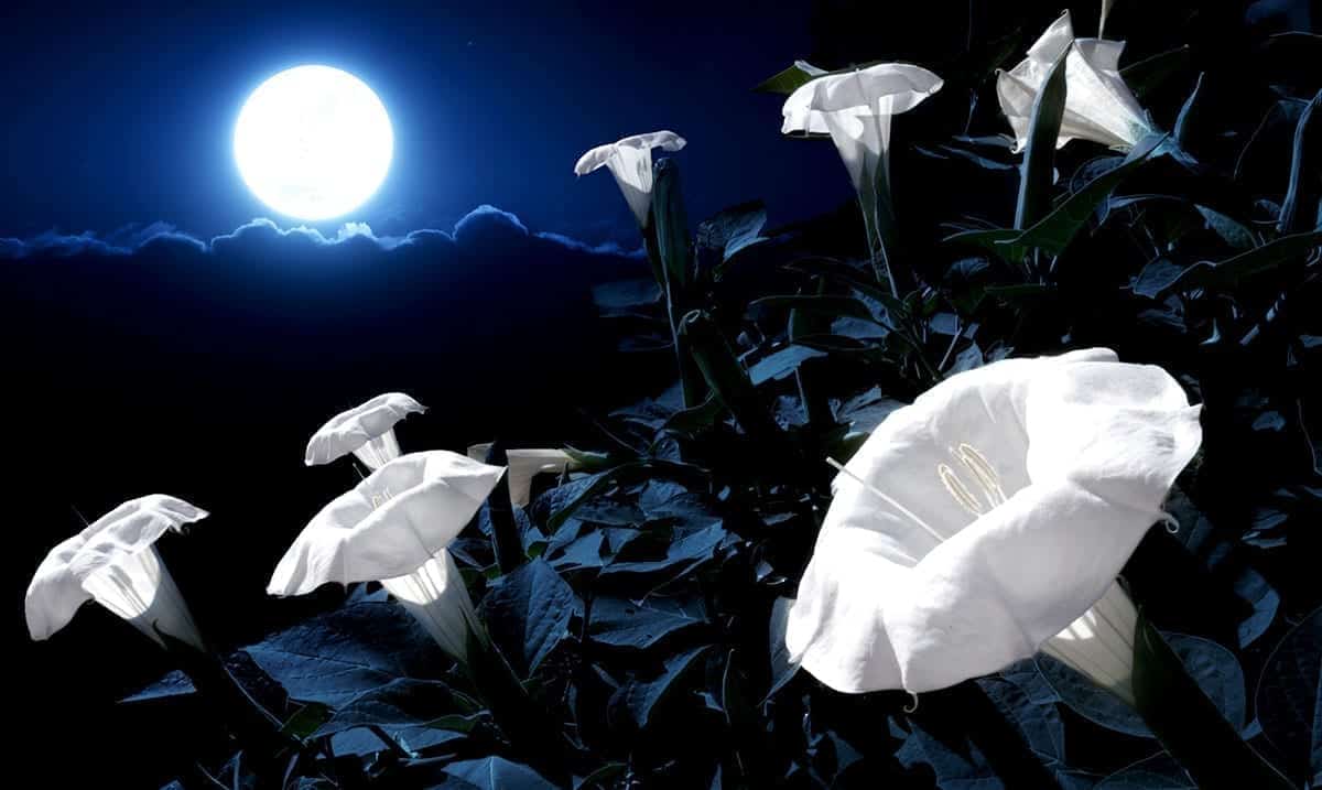 Create Your Own Moon Garden And Invite The Magic Of The Lunar Goddess Into Your Life